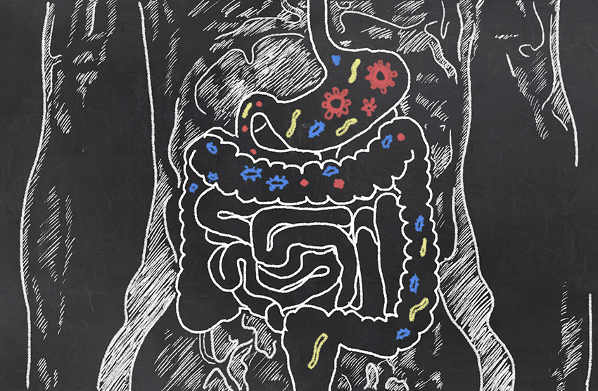 immune system 01