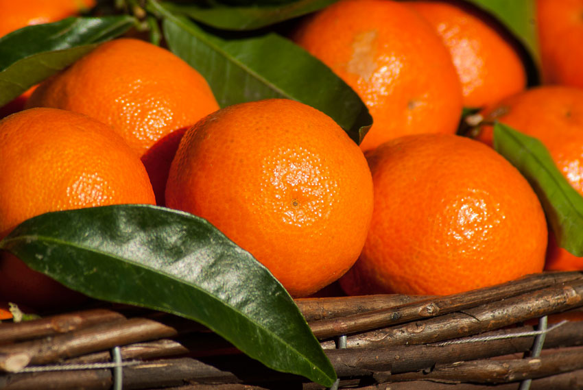 benefits of citrus fruits 03