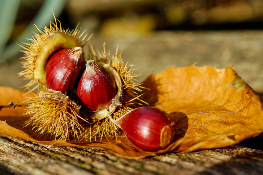 chestnut flour 03